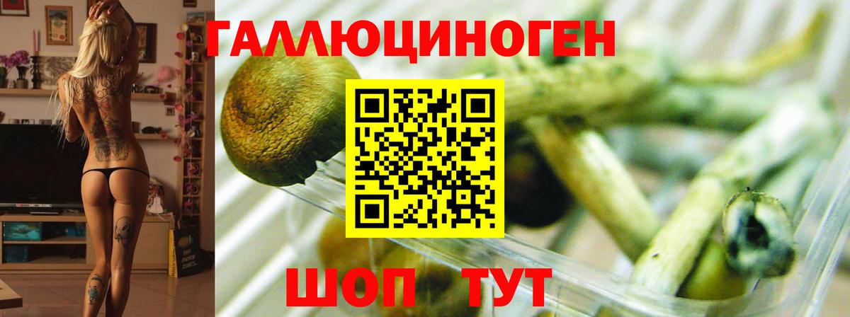 Псилоцибиновые грибы Psilocybine cubensis  Вход с VPN  Галлюциногенные грибы прущие грибы  Таганрог 
